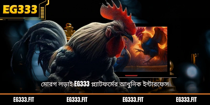 মোরগ লড়াই EG333 প্ল্যাটফর্মের আধুনিক ইন্টারফেস